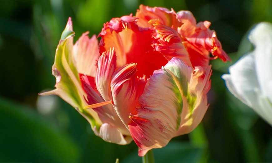 Image 3: Tot 20 'Parrot Mix'-tulpenbollen