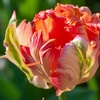 Image 3: Tot 20 'Parrot Mix'-tulpenbollen