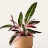 Image 9: ProFlowers: Same-Day Live Plants for Life's Special Moments (Up to 45% Off)