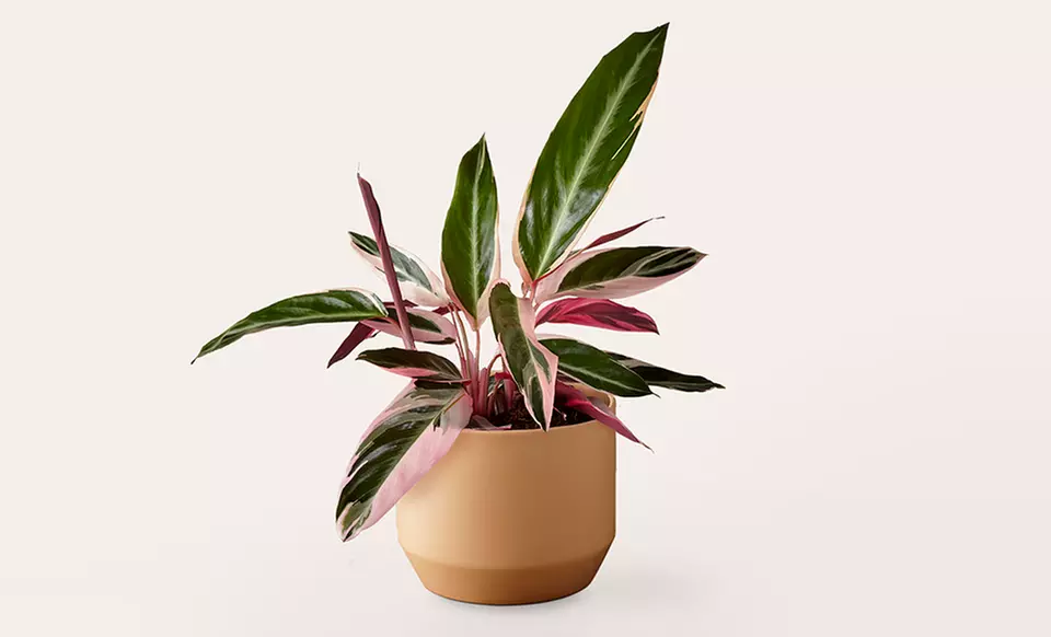 ProFlowers: Same-Day Plants for Life's Special Moments (Up to 50% Off)