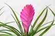 Set de 3 plantas de Tillandsia Cyanea Pastel con maceta - Second Medium