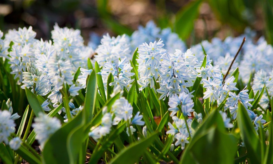 Image 12: Hardy Spring Bulb Collection