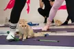 Kitty Yoga Experience in Manchester – 1-Hour Class with Kittens - Image 2