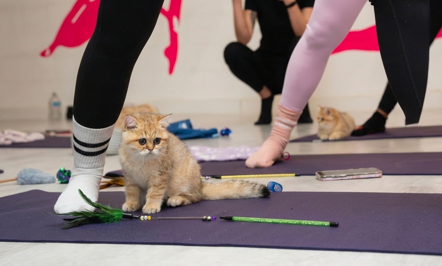 Image 2: Kitty Yoga Experience in Manchester – 1-Hour Class with Kittens