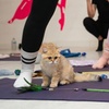 Image 2: Kitty Yoga Experience in Manchester – 1-Hour Class with Kittens