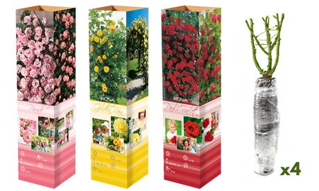 OH2 Juego de 3 o 4 rosas trepadoras,Golden Rain , 3, Pink