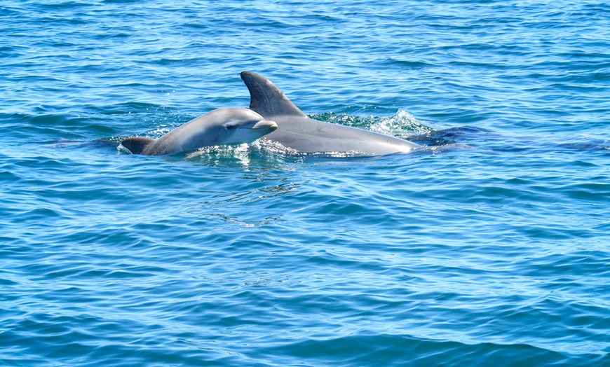 Image 4: 90-Minute Port River Dolphin & Ships Graveyard Cruise