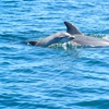 Image 4: 90-Minute Port River Dolphin & Ships Graveyard Cruise
