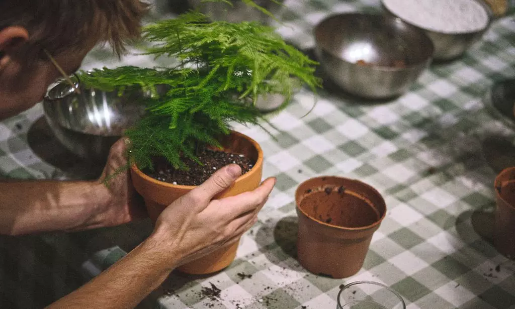 Taller de Kokedama o cuidado de plantas para 1 o 2 personas