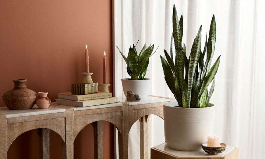 Image 5: Next Day Delivery Plants for Mom from 1-800-Flowers.com (up to 50% off)