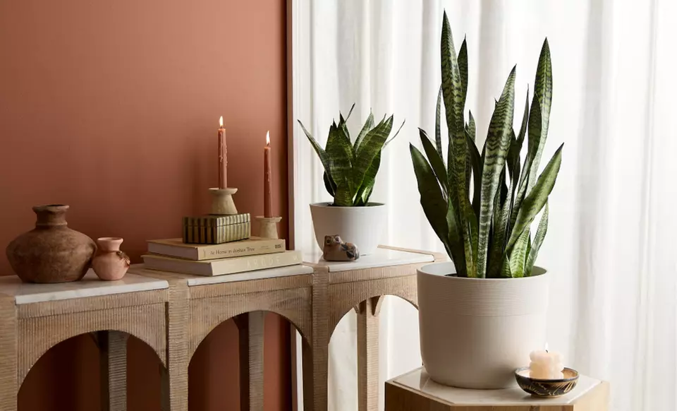 Next Day Delivery Plants from 1-800-Flowers.com (up to 50% off)