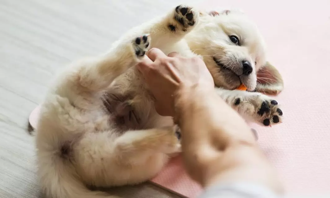 Odzyskaj równowagę i uśmiech: Sesja Pieski Yoga dla 1 lub 2 osób