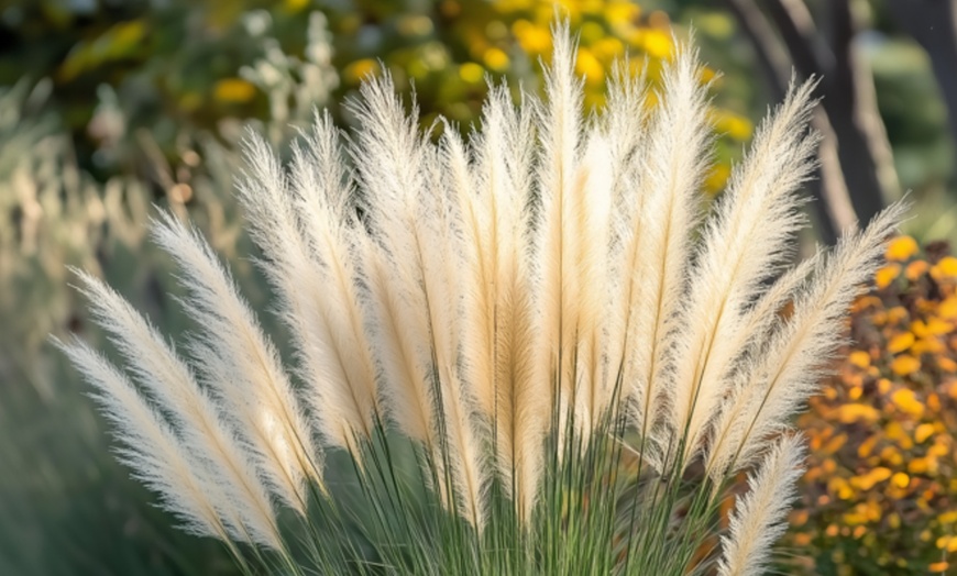 Image 1: Rootz Miscanthus Gracillimus