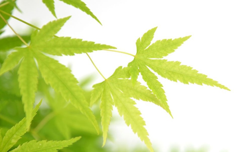 Image 12: Mixed Japanese Acer Palmatum Potted Plants