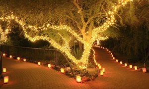 Up to Four Strings of 50-, 100- or 200-LED Solar-Powered Fairy Lights