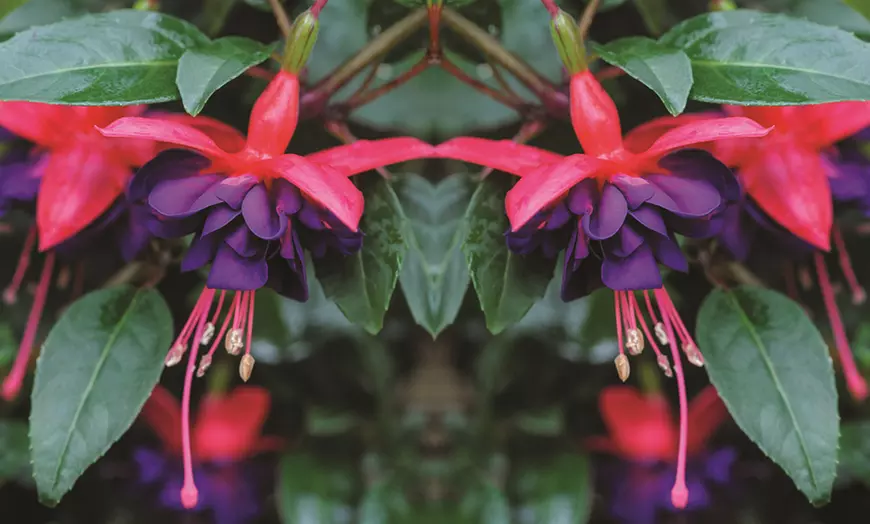 Image 10: 3, 9 or 18 Fuchsia Hardy Collection Postiplugs 