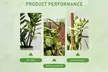5Pcs Frog Plant Support Stands: 3Pcs (63% off); Free Shipping - Second Medium