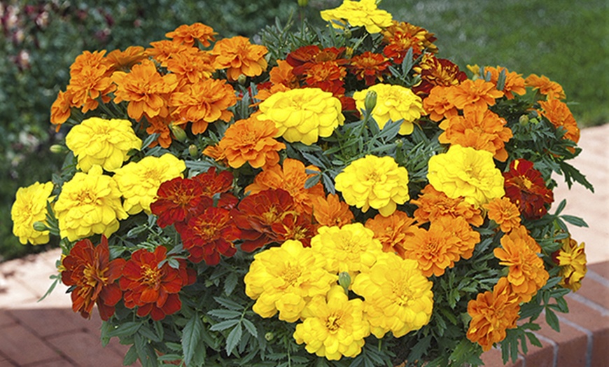 Image 1: French Marigold 'Bonanza' Mix