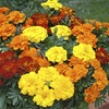 Image 1: French Marigold 'Bonanza' Mix