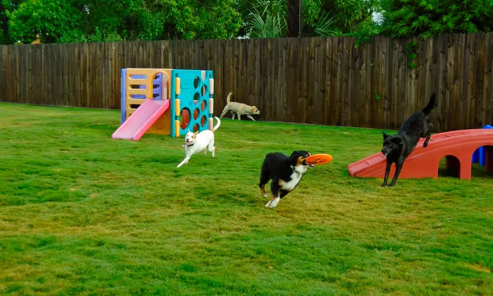 One, Two or Five Night Deluxe Suite with Play for 1 or 2 Dogs and More