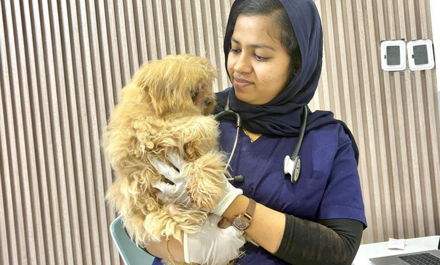 Image 2: Pet Boarding & Daycare Packages for Cats and Dogs of All Sizes