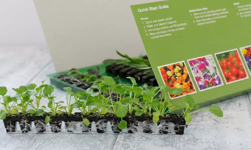 60 or 120 Mixed Summer Bedding Plants