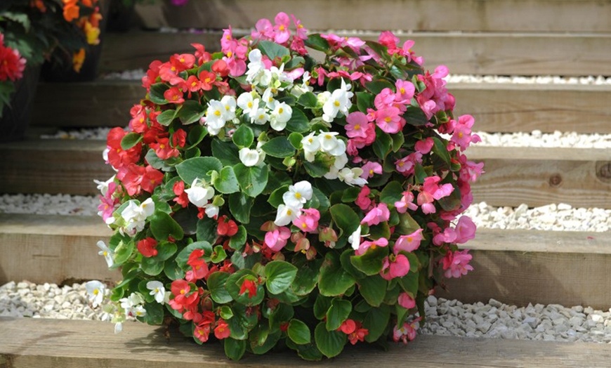 Image 4: Up to 72 Mixed Begonia Plug Plants