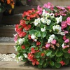 Image 4: Up to 72 Mixed Begonia Plug Plants