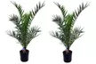 Bis zu 4x Kanarische Dattelpalme „Phoenix Canariensis" in der Größe nach Wahl - Second Medium