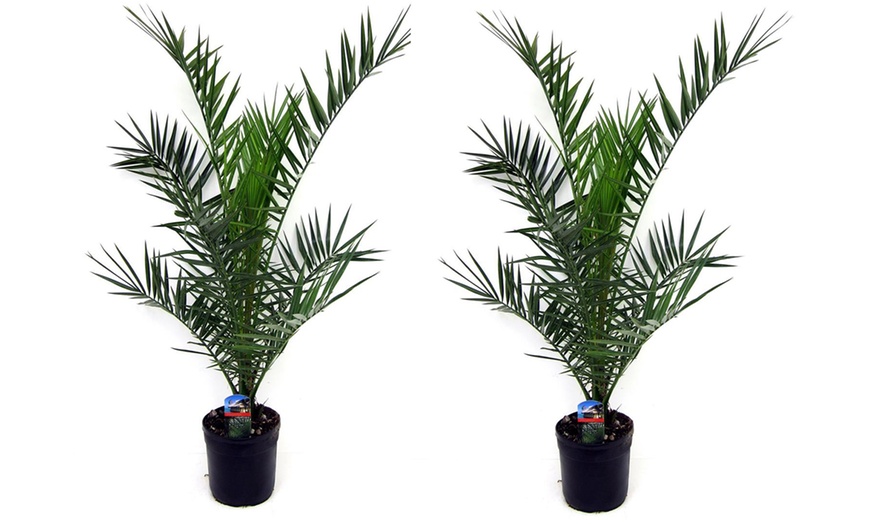 Image 3: Bis zu 4x Kanarische Dattelpalme „Phoenix Canariensis"