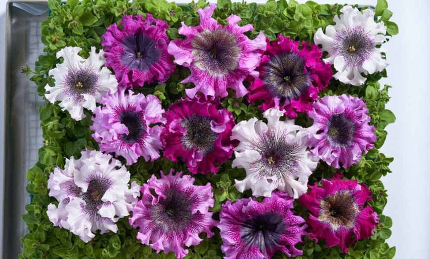 Image 8: Pack of 15 Garden Ready Mixed Variety Petunia Plants