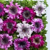 Image 8: Pack of 15 Garden Ready Mixed Variety Petunia Plants