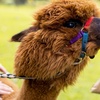 Image 8: 30-Min Alpaca VIP Experience: Alpaca w/ Lanyard & $5 Voucher for 1-6