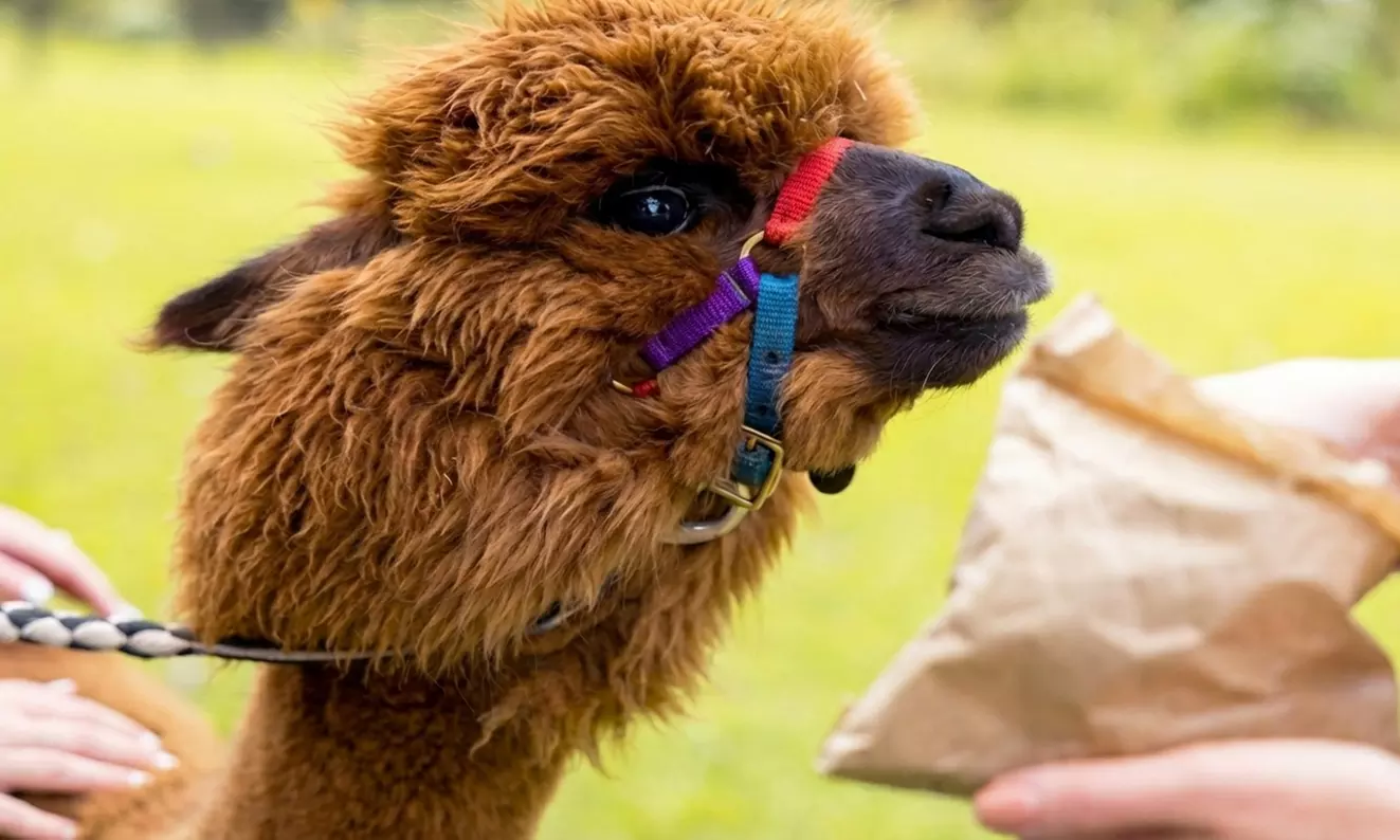 30-Min Alpaca VIP Experience: Alpaca w/ Lanyard & $5 Voucher for 1-6