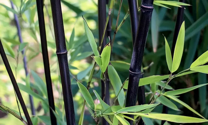 Image 2: Bambous noirs "Black Dragon - Fargesia nitida"