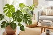 Monstera Split Leaf Plant Deal: Up to 24% Off in 4",6",8", and 10" Sizes with Free Shipping - Second Medium