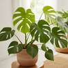 Image 1: Monstera Split Leaf in 4",6",8", and 10" Sizes with Free Shipping (Up to 15% Off)