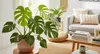 Monstera Split Leaf in 2",4",6",8", and 10" Sizes with Free Shipping - Indoor and Outdoor Plants (Up to 24% Off)