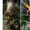 Image 1: Lot de 3 ou 6 fleurs "Oiseaux du paradis"