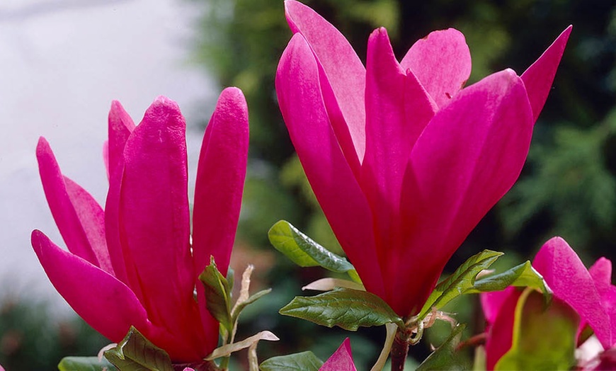 Image 2: YouGarden Gift Wrapped Magnolia Trees, Assorted Varieties