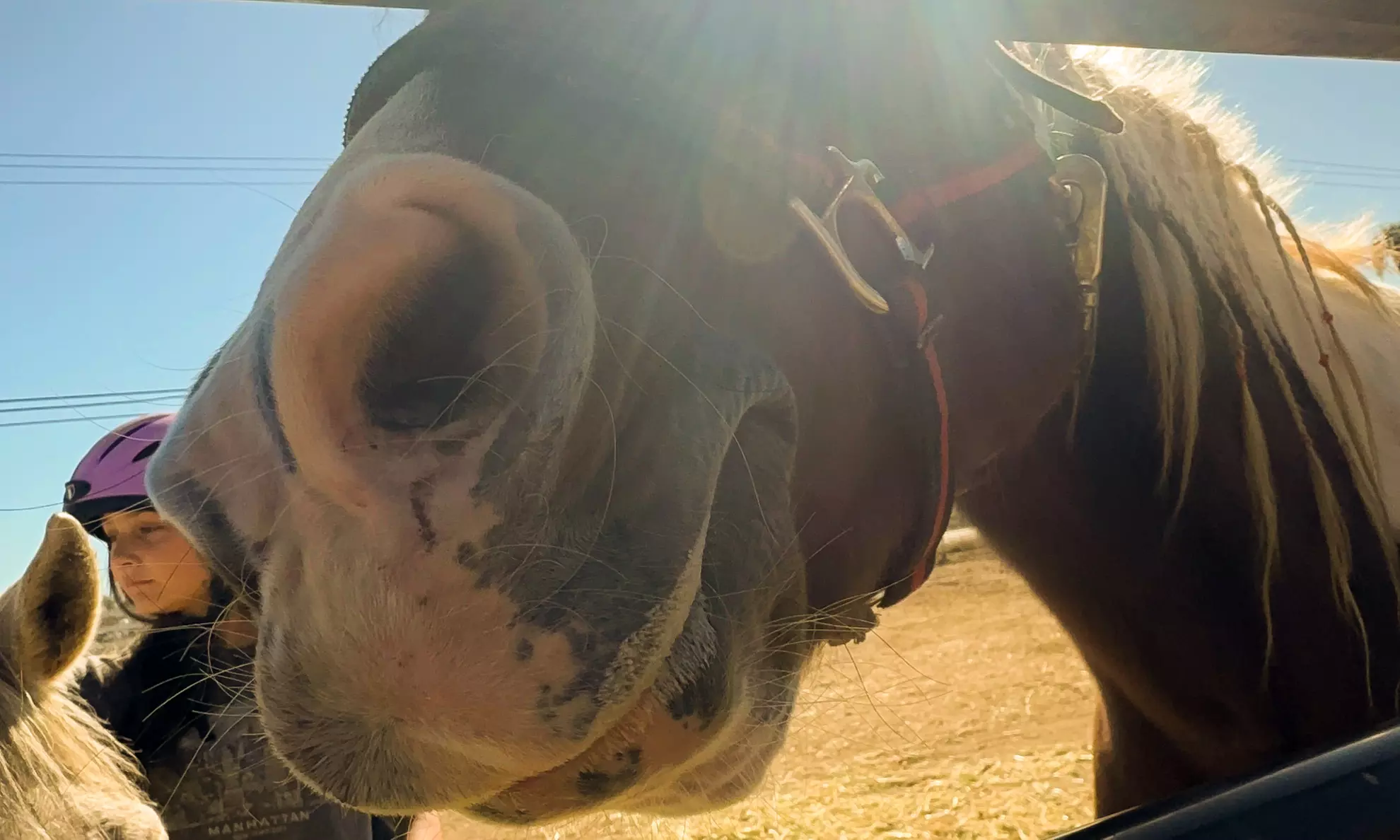 Intro to Horses and Riding - Scenic Views and Confidence in Herald, CA