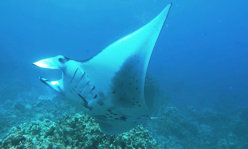 Image 2: Manta Ray Snorkeling Trip in Kona, Hawaii - Small Group & Longest Tour