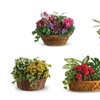 Image 3: Same Day Live Plants & Dish Gardens from Blooms Today with Delivery 60% Off