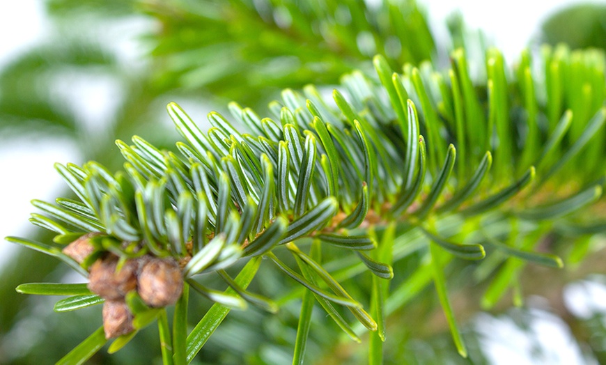 Image 11: Real Nordmann Fir Christmas Tree