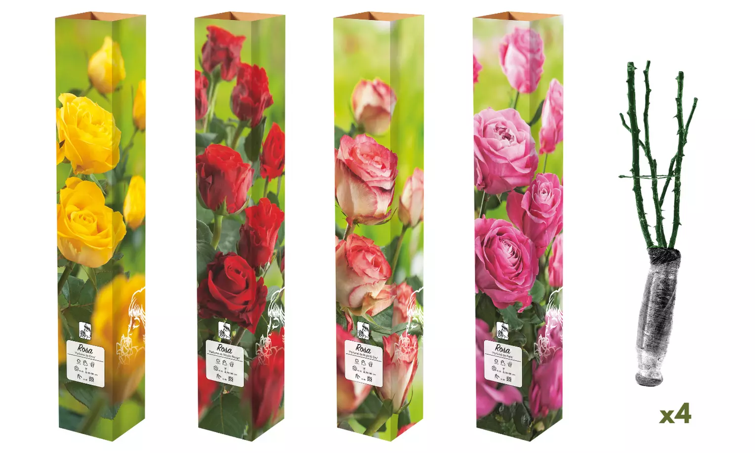 4x großblütige, düftende Rose - Second Medium
