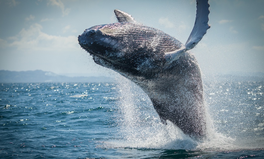 Image 26: ✈All-Inclusive Samaná Beachfront Getaway at Wyndham Alltra Samana