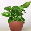 Image 14: Golden Pothos in 4", 6", and 8" Sizes with Free Shipping – Air-Purifying & Simple Care Plant Up to 15% Off