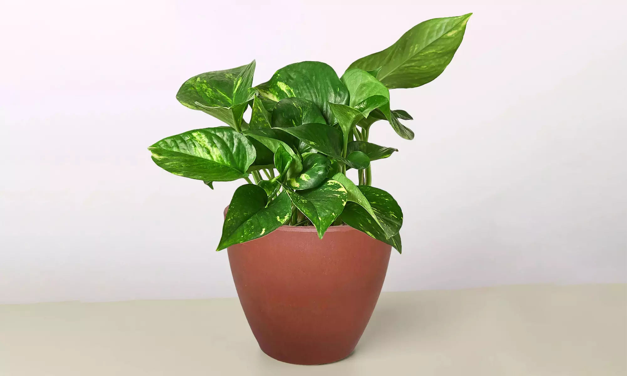 Breathe Easier: Golden Pothos – Air-Purifying & Simple Care from House Plant Shop with Free Shipping Up to 15% Off