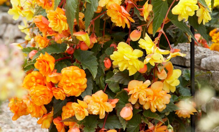 Image 2: YouGarden Begonia 'Apricot Fiery Shades' Mix 