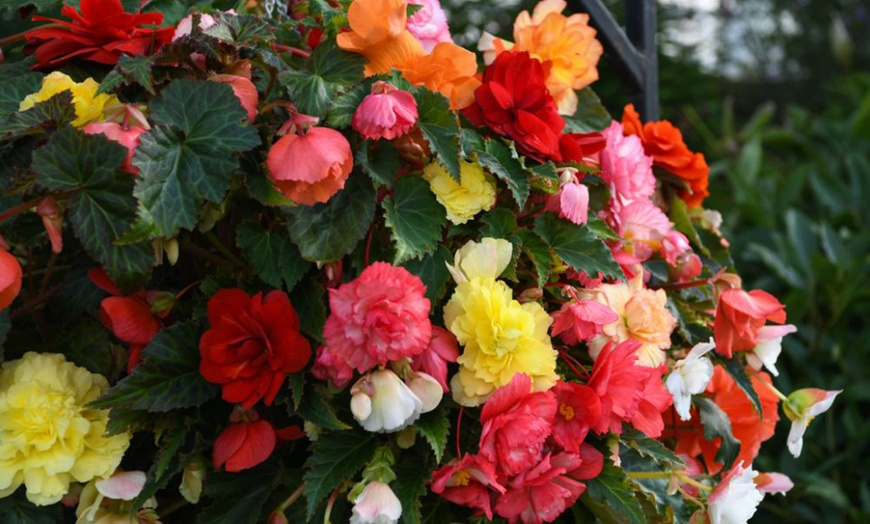Image 8: Begonia Nonstop Joy Peaches or Sun Dancer Mixed Plug Plant Collections